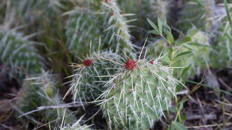 Prickly Pear Cacti at Wildcat Hills State Recreation Area