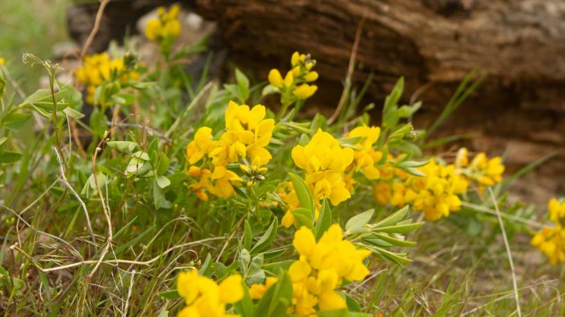 Prairie buckbean at Fort Robinson State Park