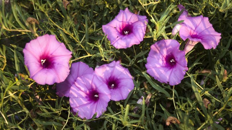 Hood's Phlox at Wildcat Hills State Recreation Area