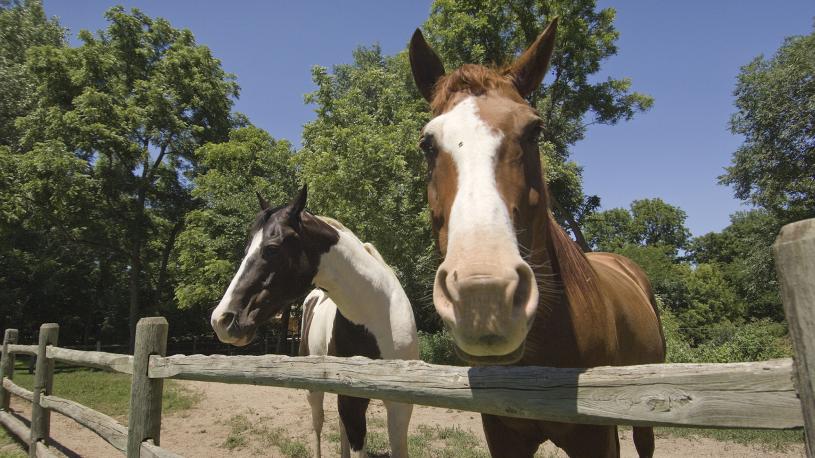 Horses at Platte River State Park.