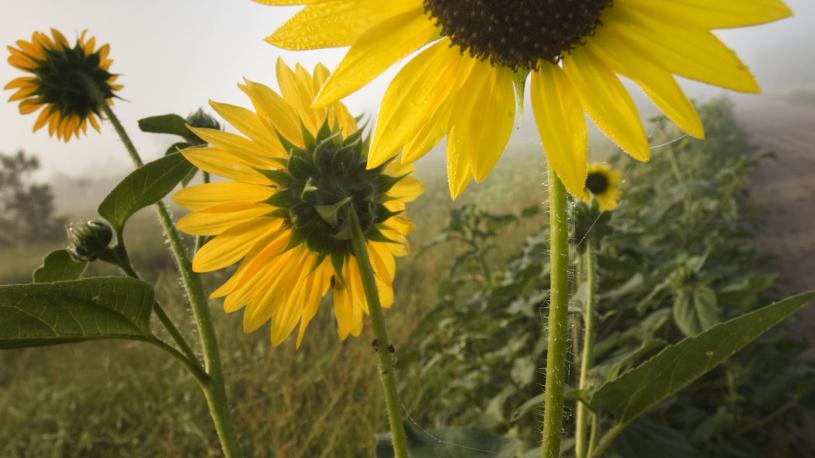 Wild sunflower growing at Smith Falls State Park