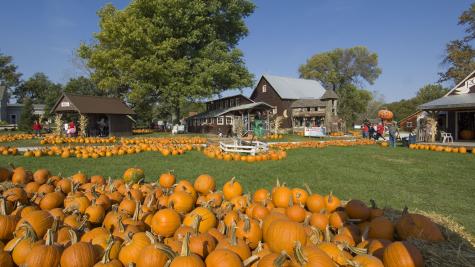 Roca Berry Pumpkin Patch