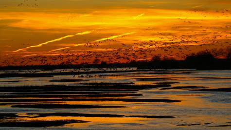 Cranes Sunrise