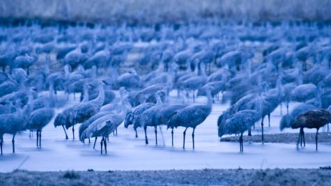 Cranes wade in the river