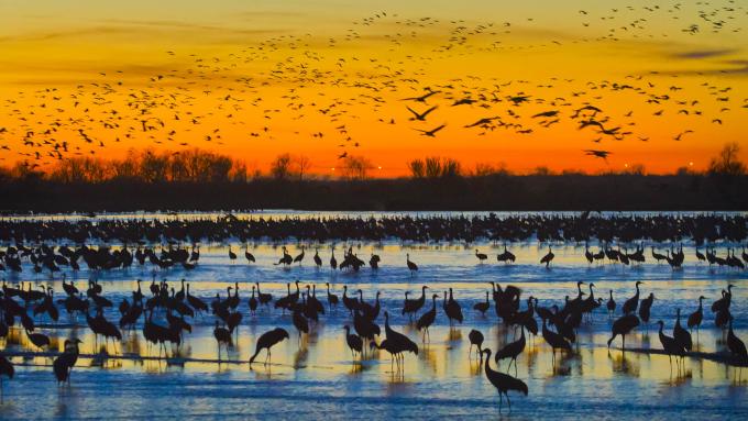 Sandhill Crane Migration