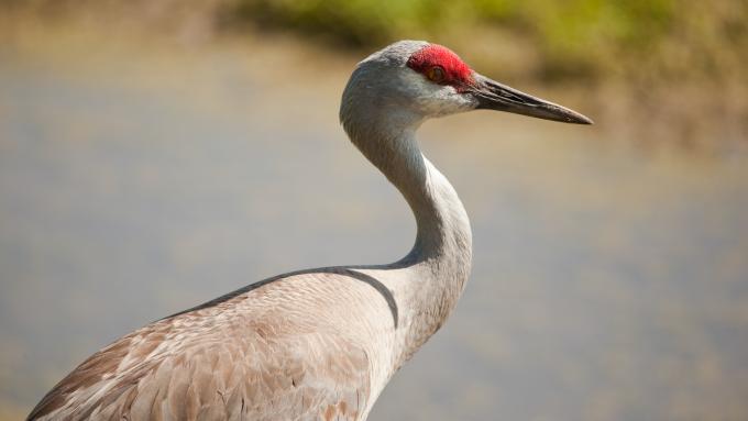 Sandhill crane migration in Nebraska