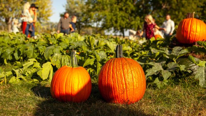 Poppys Pumpkin Patch, Norfolk.