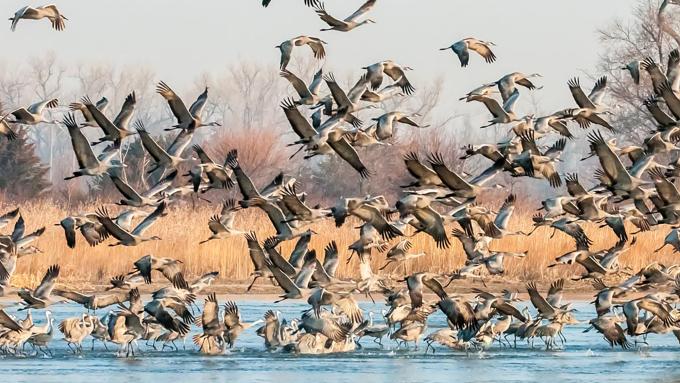 Cranes Flying