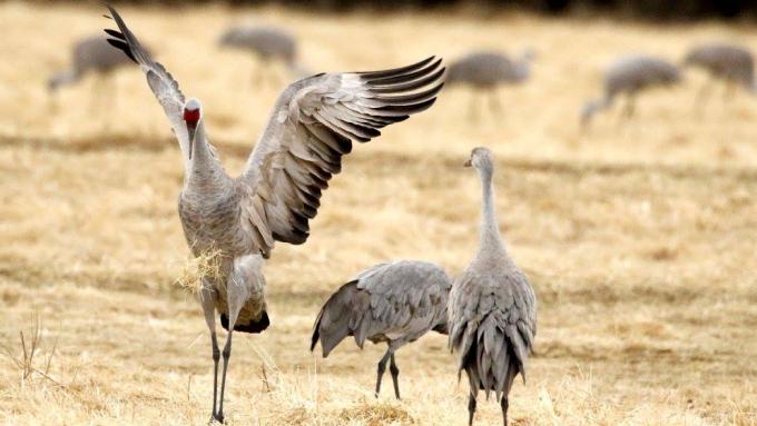 Sandhill Cranes