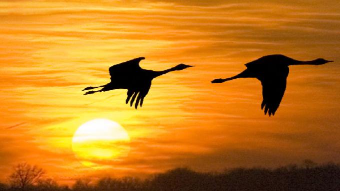 Sandhill Crane Migration